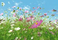 Flower Meadow