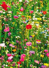 Flower Field