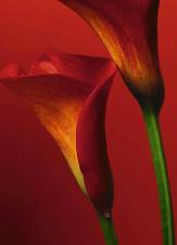 Red Calla Lilies