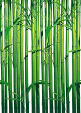 Bamboo